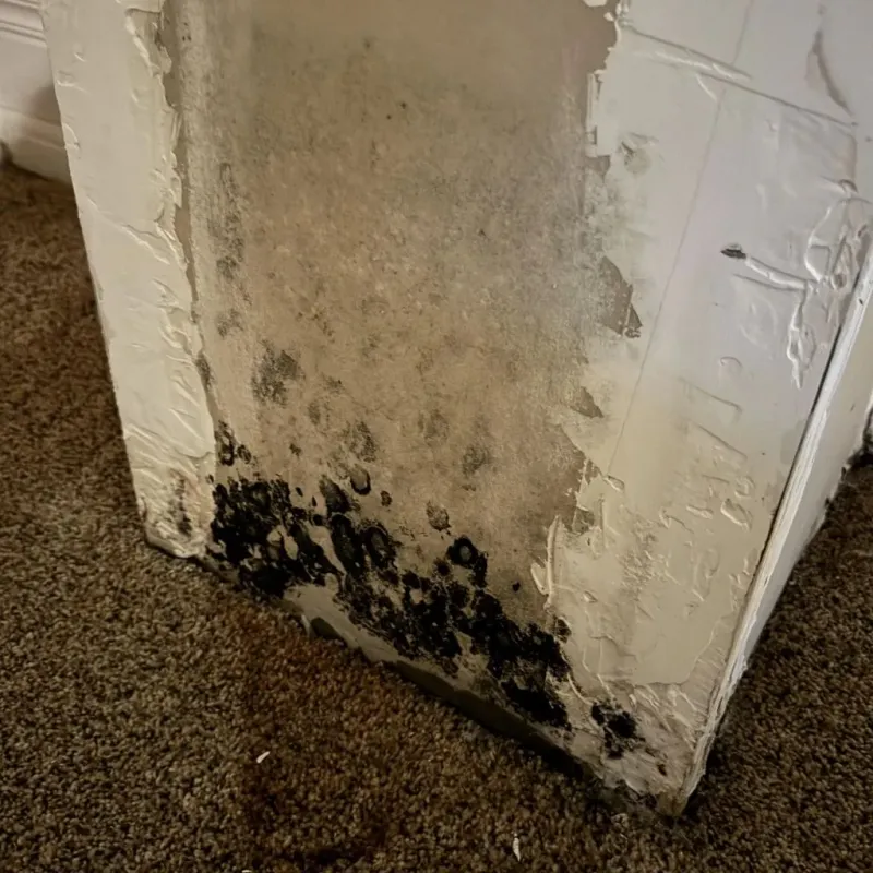 Professional Mold Removal in Lake Holiday, IL